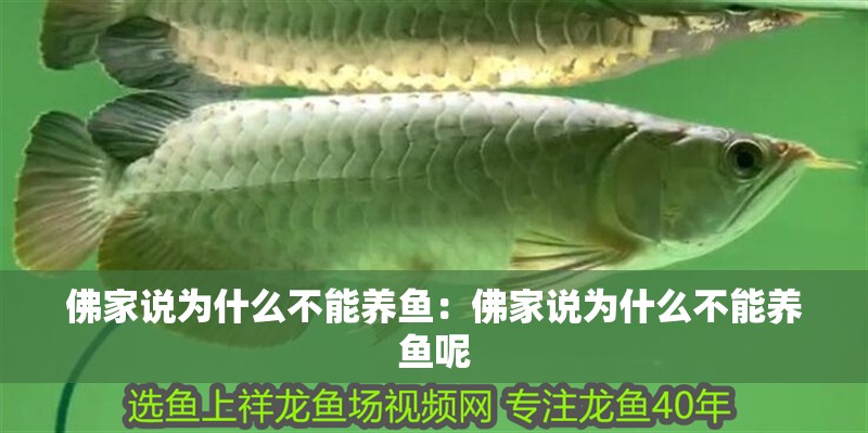 佛家說為什么不能養(yǎng)魚：佛家說為什么不能養(yǎng)魚呢