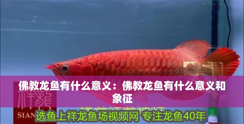 佛教龍魚有什么意義：佛教龍魚有什么意義和象征