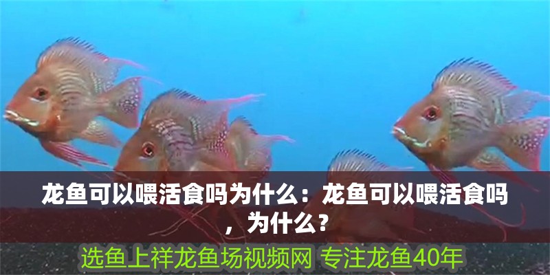 龍魚可以喂活食嗎為什么：龍魚可以喂活食嗎，為什么？