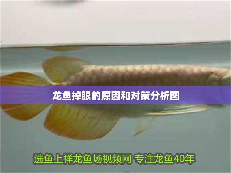 龍魚掉眼的原因和對(duì)策分析圖