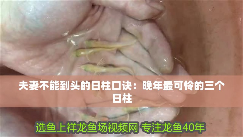 夫妻不能到頭的日柱口訣：晚年最可憐的三個日柱