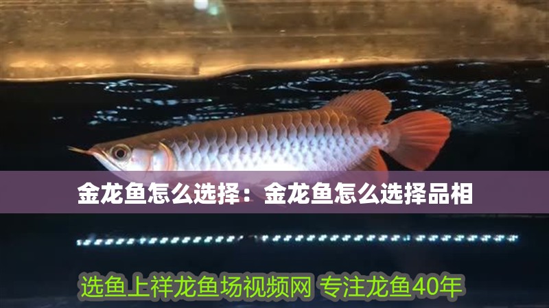 金龍魚怎么選擇：金龍魚怎么選擇品相