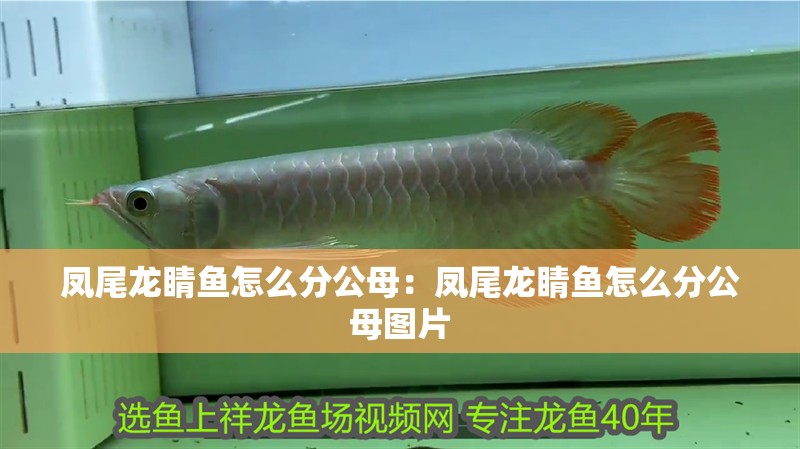 鳳尾龍睛魚怎么分公母：鳳尾龍睛魚怎么分公母圖片
