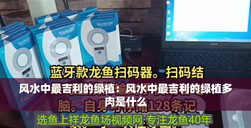 風水中最吉利的綠植：風水中最吉利的綠植多肉是什么