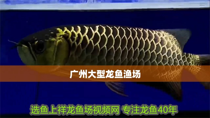 廣州大型龍魚漁場