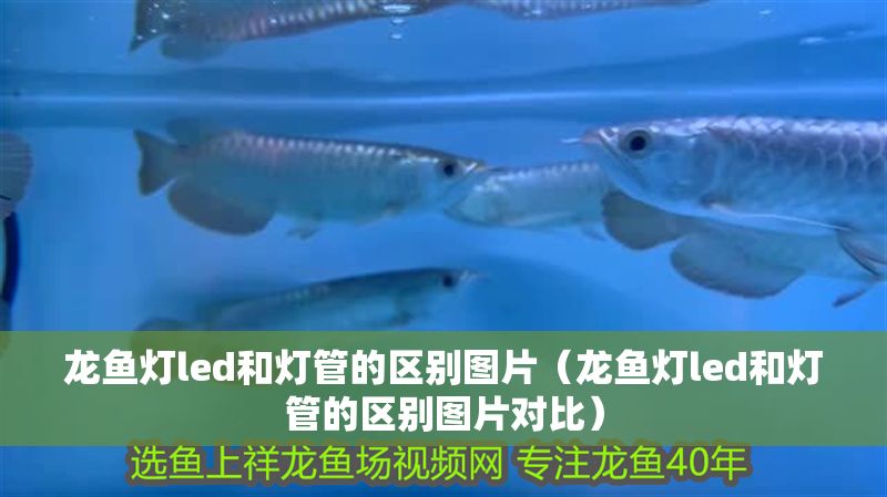 龍魚燈led和燈管的區別圖片（龍魚燈led和燈管的區別圖片對比）