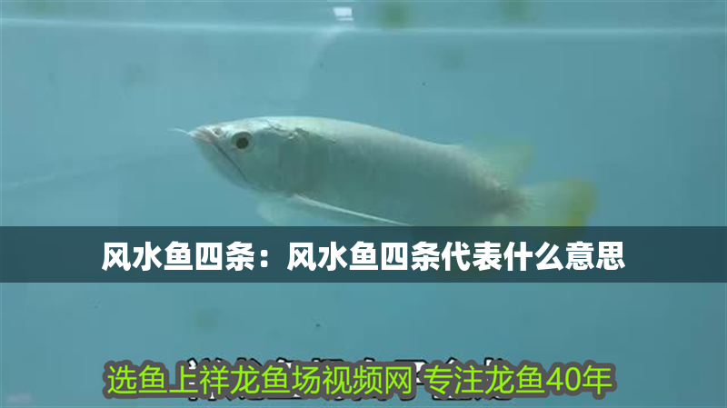 風水魚四條：風水魚四條代表什么意思