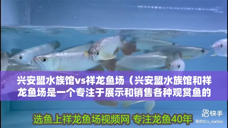 興安盟水族館vs祥龍魚場(chǎng)（興安盟水族館和祥龍魚場(chǎng)是一個(gè)專注于展示和銷售各種觀賞魚的場(chǎng)所）