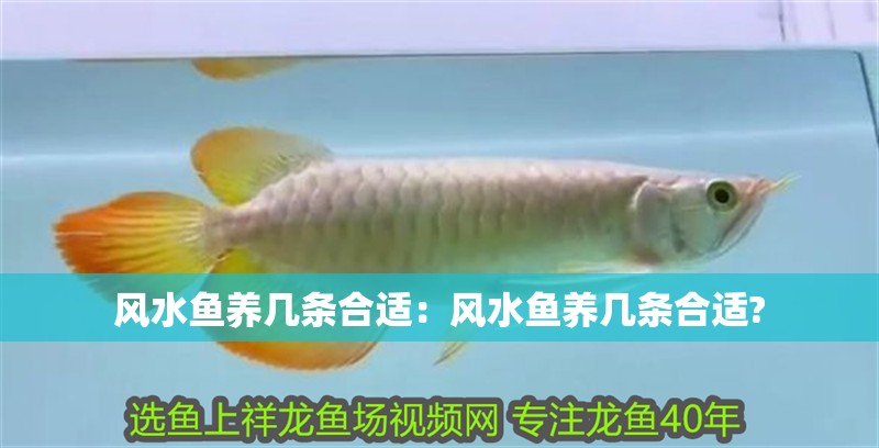 風水魚養幾條合適：風水魚養幾條合適?