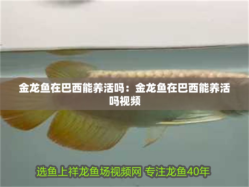 金龍魚在巴西能養活嗎：金龍魚在巴西能養活嗎視頻