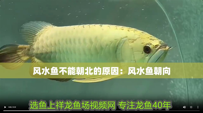 風水魚不能朝北的原因：風水魚朝向