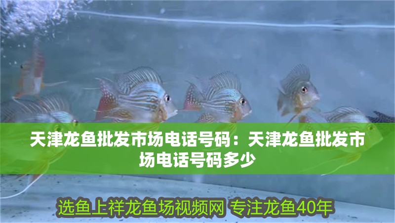 天津龍魚批發市場電話號碼：天津龍魚批發市場電話號碼多少