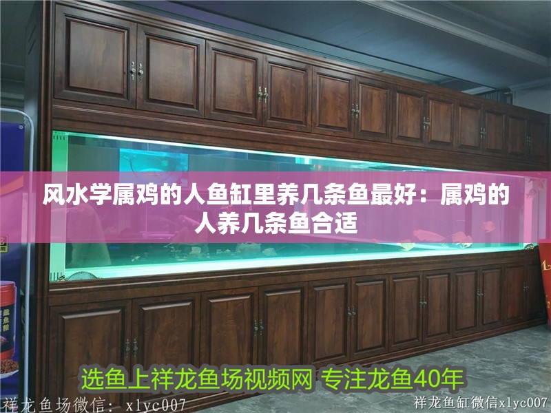 風水學屬雞的人魚缸里養幾條魚最好:屬雞的人養幾條魚合適 龍魚百科 第2張 風水學屬雞的人魚缸里養幾條魚最好:屬雞的人養幾條魚合適 風水學屬雞的人魚缸里養幾條魚最好:屬雞的人養幾條魚合適 龍魚百科 第2張