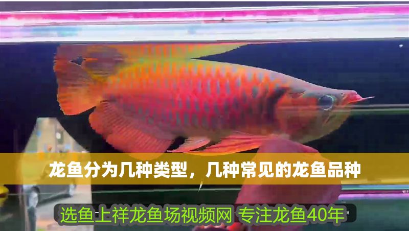 龍魚分為幾種類型，幾種常見的龍魚品種