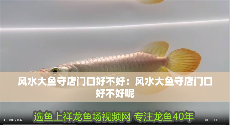 風(fēng)水大魚(yú)守店門(mén)口好不好：風(fēng)水大魚(yú)守店門(mén)口好不好呢
