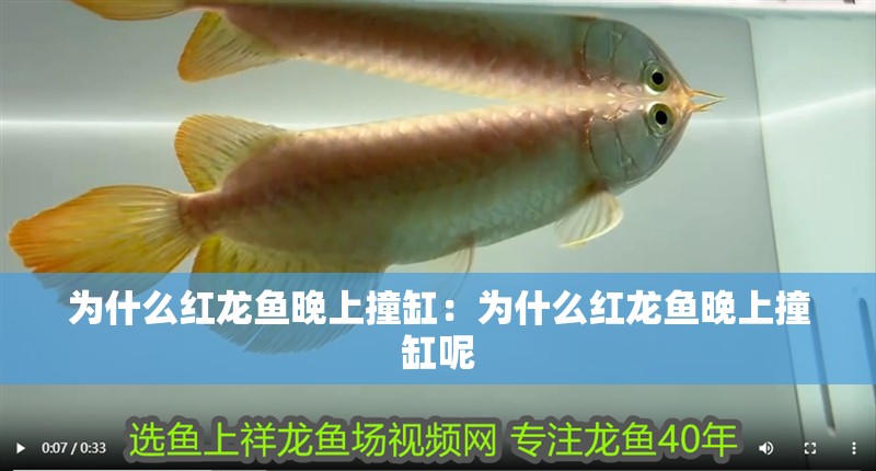 為什么紅龍魚晚上撞缸：為什么紅龍魚晚上撞缸呢