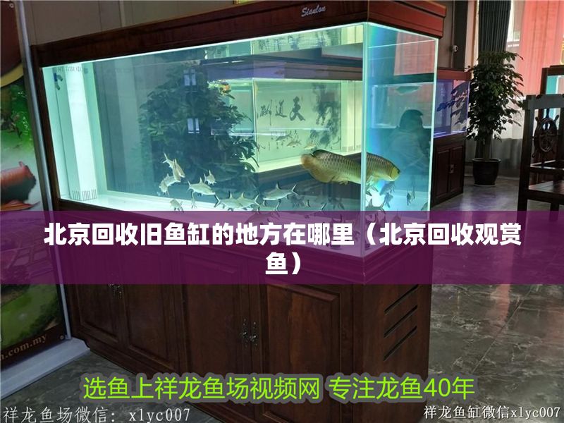 北京回收舊魚缸的地方在哪里（北京回收觀賞魚） 北京回收舊魚缸的地方在哪里（北京回收觀賞魚） 龍魚百科 第1張