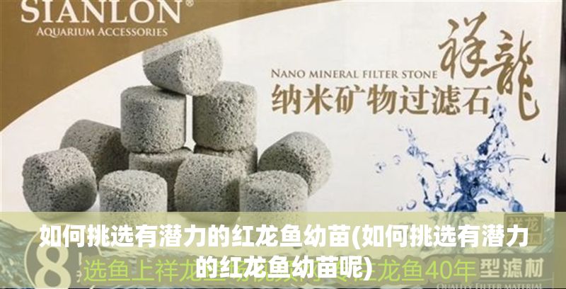 如何挑選有潛力的紅龍魚幼苗(如何挑選有潛力的紅龍魚幼苗呢)