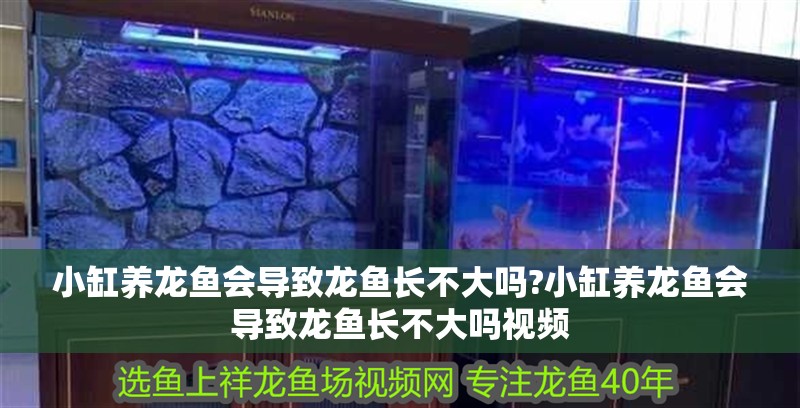 小缸養龍魚會導致龍魚長不大嗎?小缸養龍魚會導致龍魚長不大嗎視頻