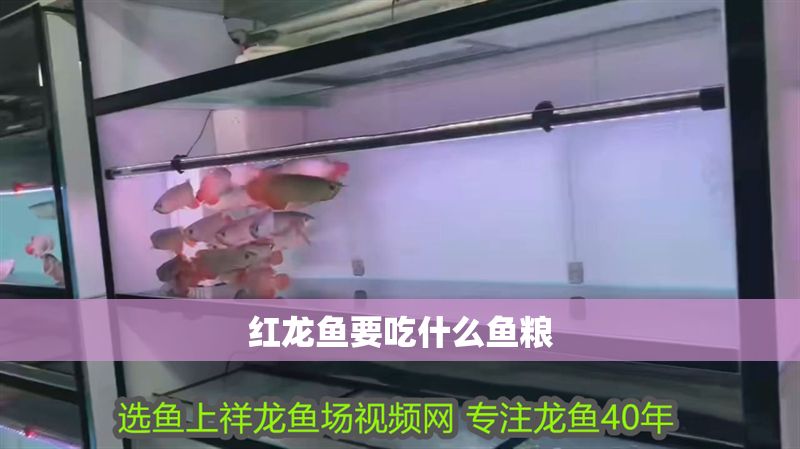 紅龍魚要吃什么魚糧