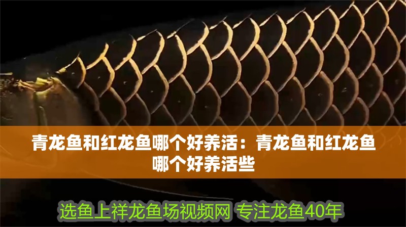 青龍魚(yú)和紅龍魚(yú)哪個(gè)好養(yǎng)活：青龍魚(yú)和紅龍魚(yú)哪個(gè)好養(yǎng)活些