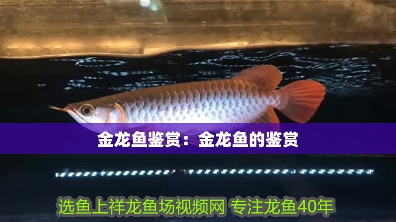 金龍魚鑒賞：金龍魚的鑒賞 金龍魚鑒賞：金龍魚的鑒賞 水族問答