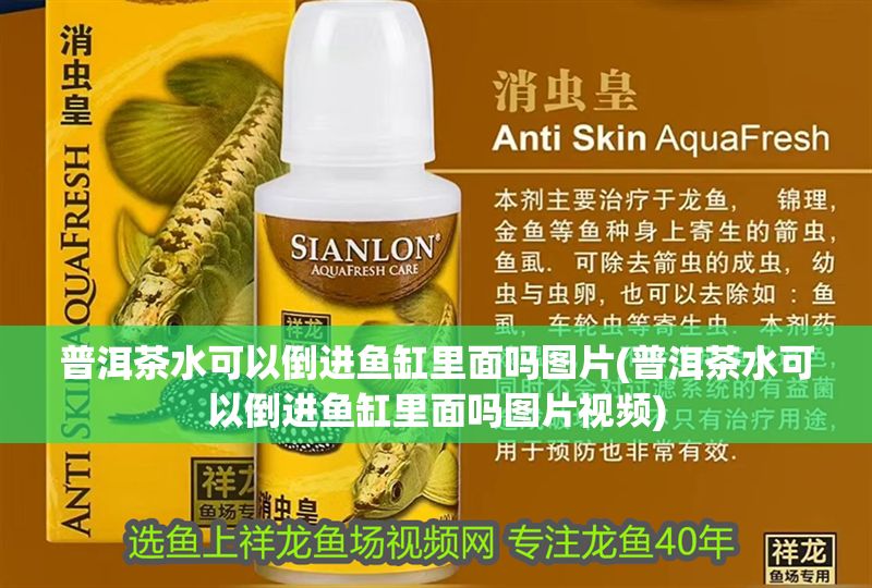 普洱茶水可以倒進魚缸里面嗎圖片(普洱茶水可以倒進魚缸里面嗎圖片視頻)