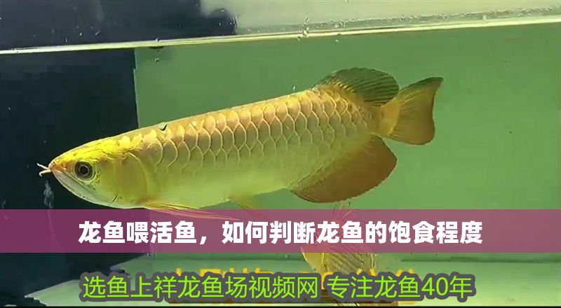 龍魚喂活魚，如何判斷龍魚的飽食程度