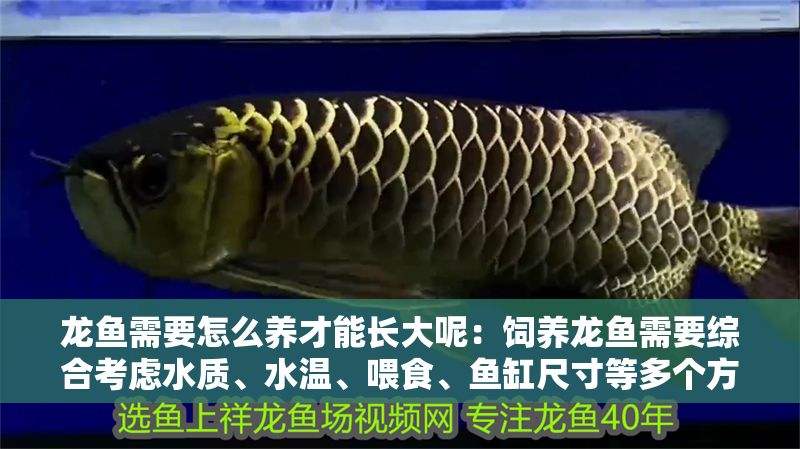 龍魚需要怎么養才能長大呢：飼養龍魚需要綜合考慮水質、水溫、喂食、魚缸尺寸等多個方面