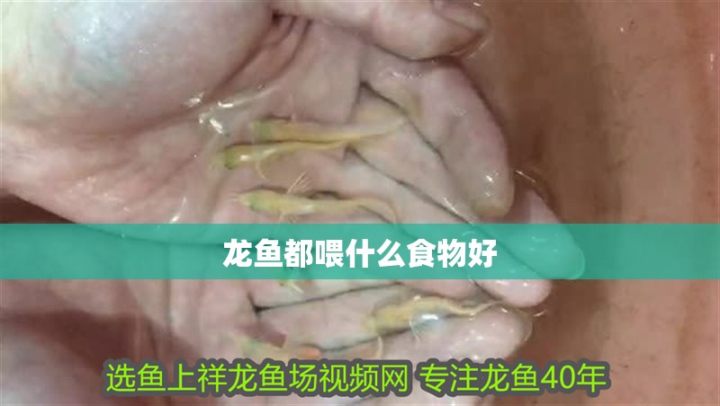 龍魚都喂什么食物好