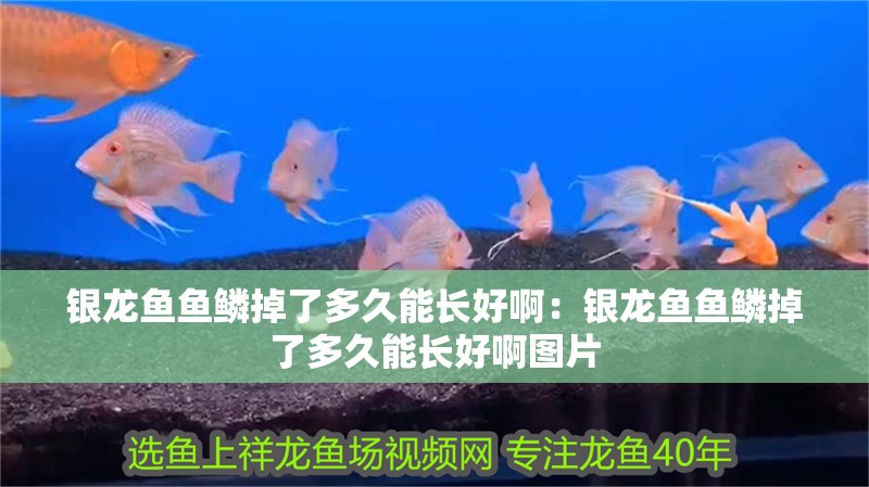 銀龍魚魚鱗掉了多久能長好啊：銀龍魚魚鱗掉了多久能長好啊圖片