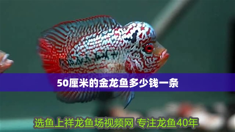50厘米的金龍魚多少錢一條