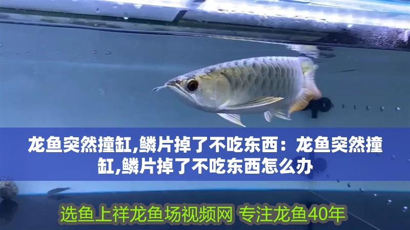 2023觀賞魚展會