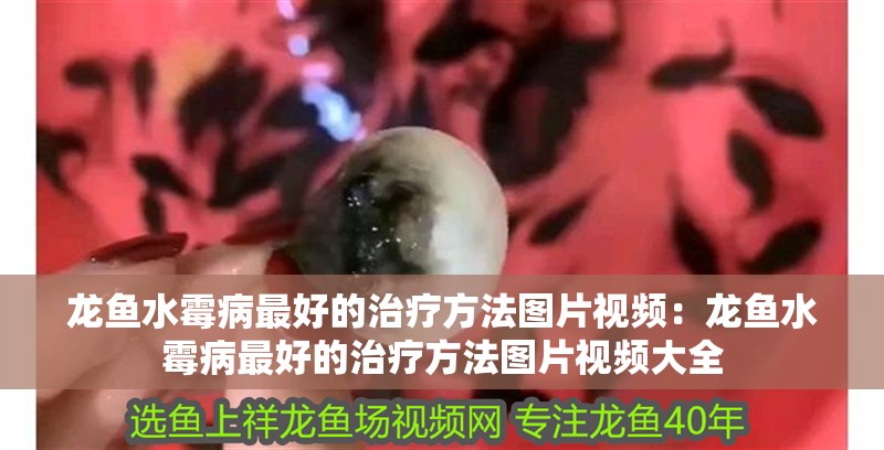 龍魚水霉病最好的治療方法圖片視頻：龍魚水霉病最好的治療方法圖片視頻大全