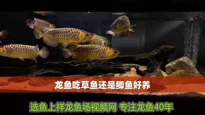 龍魚吃草魚還是鯽魚好養