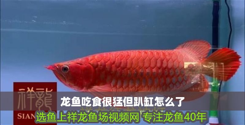 龍魚吃食很猛但趴缸怎么了