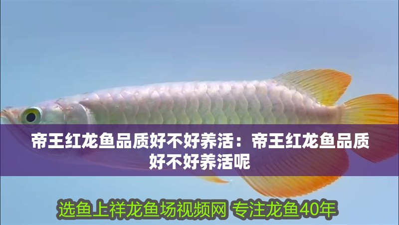帝王紅龍魚品質(zhì)好不好養(yǎng)活：帝王紅龍魚品質(zhì)好不好養(yǎng)活呢