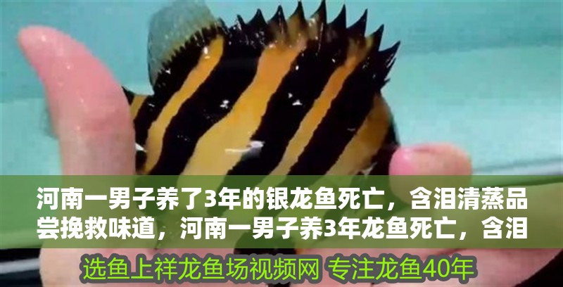 河南一男子養(yǎng)了3年的銀龍魚(yú)死亡，含淚清蒸品嘗挽救味道，河南一男子養(yǎng)3年龍魚(yú)死亡，含淚清蒸品嘗