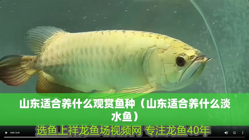 山東適合養什么觀賞魚種（山東適合養什么淡水魚）