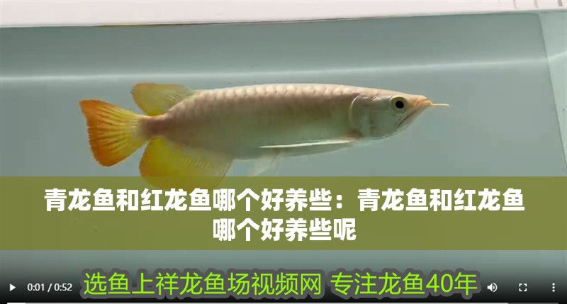 青龍魚和紅龍魚哪個(gè)好養(yǎng)些：青龍魚和紅龍魚哪個(gè)好養(yǎng)些呢