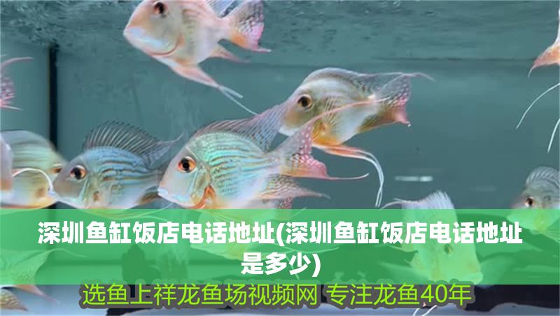 深圳魚缸飯店電話地址(深圳魚缸飯店電話地址是多少)