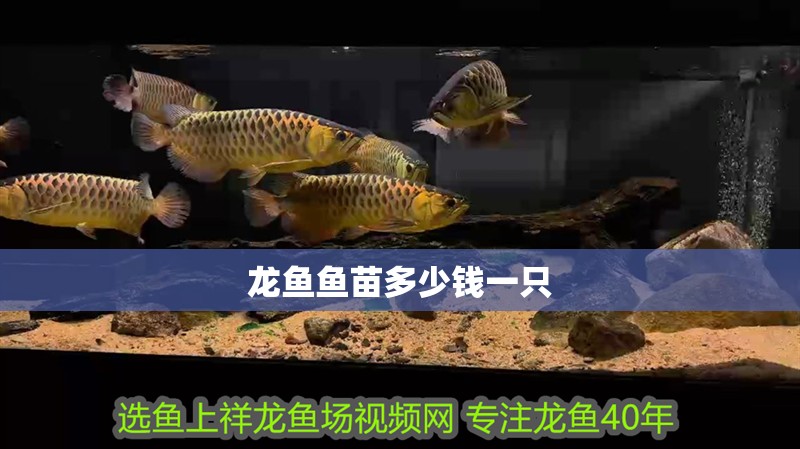 龍魚(yú)魚(yú)苗多少錢(qián)一只