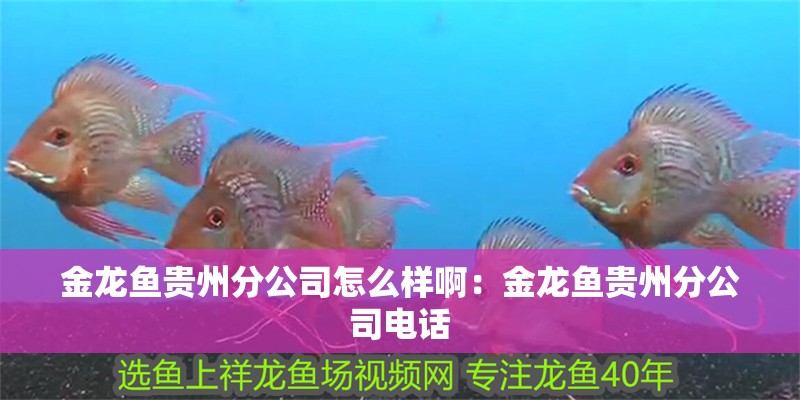 金龍魚貴州分公司怎么樣啊：金龍魚貴州分公司電話