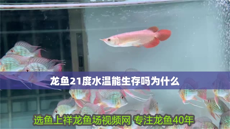 龍魚21度水溫能生存嗎為什么
