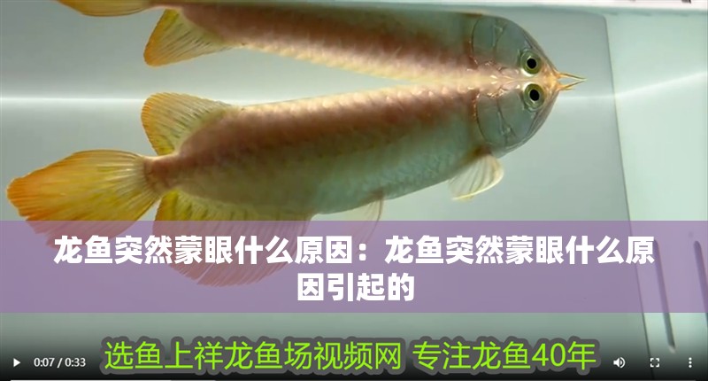 龍魚突然蒙眼什么原因：龍魚突然蒙眼什么原因引起的