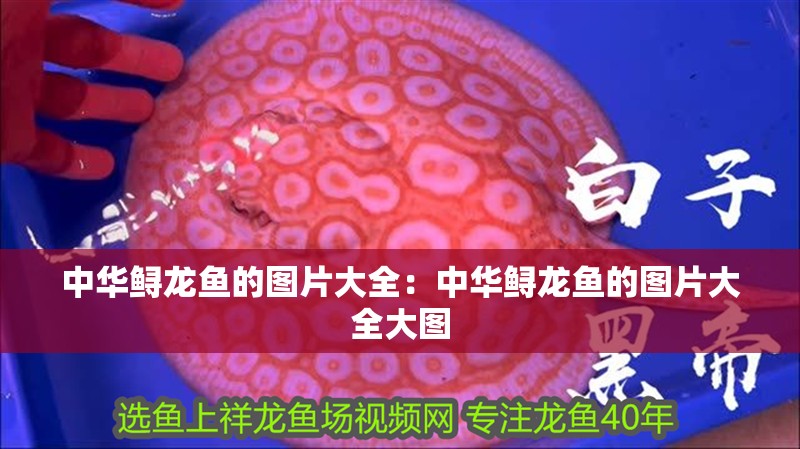 中華鱘龍魚的圖片大全：中華鱘龍魚的圖片大全大圖
