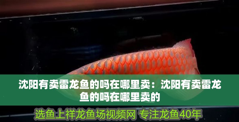 沈陽有賣雷龍魚的嗎在哪里賣：沈陽有賣雷龍魚的嗎在哪里賣的