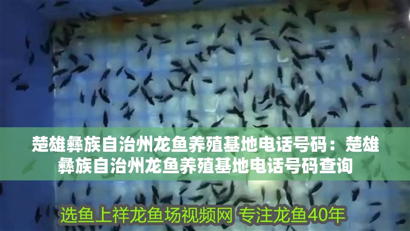 楚雄彝族自治州龍魚養(yǎng)殖基地電話號(hào)碼：楚雄彝族自治州龍魚養(yǎng)殖基地電話號(hào)碼查詢