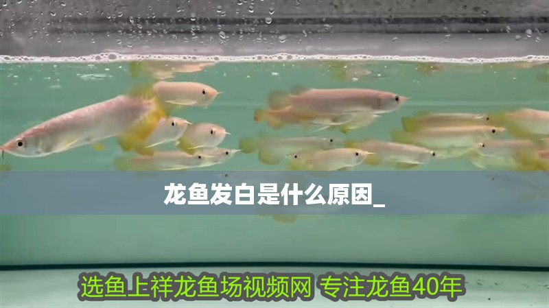 龍魚發白是什么原因_