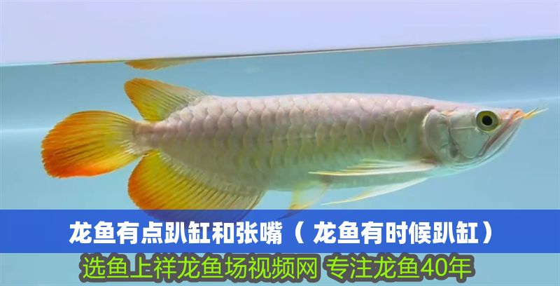 龍魚有點趴缸和張嘴( 龍魚有時候趴缸) 龍魚百科 第1張 龍魚有點趴缸和張嘴( 龍魚有時候趴缸) 龍魚有點趴缸和張嘴( 龍魚有時候趴缸) 龍魚百科 第1張